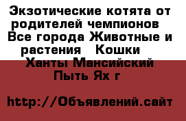  Экзотические котята от родителей чемпионов - Все города Животные и растения » Кошки   . Ханты-Мансийский,Пыть-Ях г.